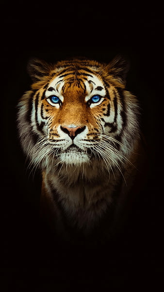 Well how about a tiger?  Animal wallpaper, Tiger wallpaper, Tiger pictures