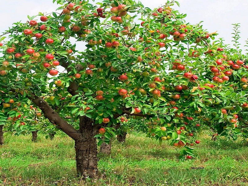 Apple Garden Apple Tree, apple, apple tree, red apples, garden, beautiful garden, HD wallpaper