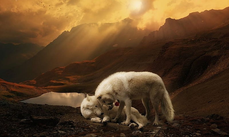Wolf Love, wolf, roses, love, dog, HD wallpaper