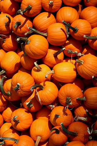 Hi Pumpkin, autumn, fall, halloween, halloween pumpkins, halloween,  pumpkin, HD phone wallpaper | Peakpx
