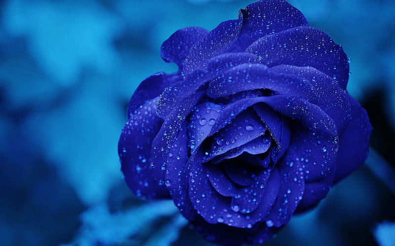 blue rose, beautiful blue flower, drops of rose, rose bud, HD wallpaper