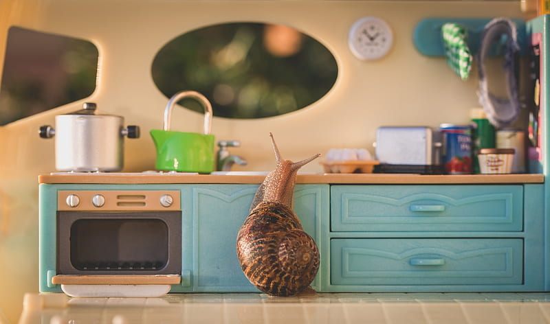 :), snail, kitchen, macro, cute, funny, blue, HD wallpaper