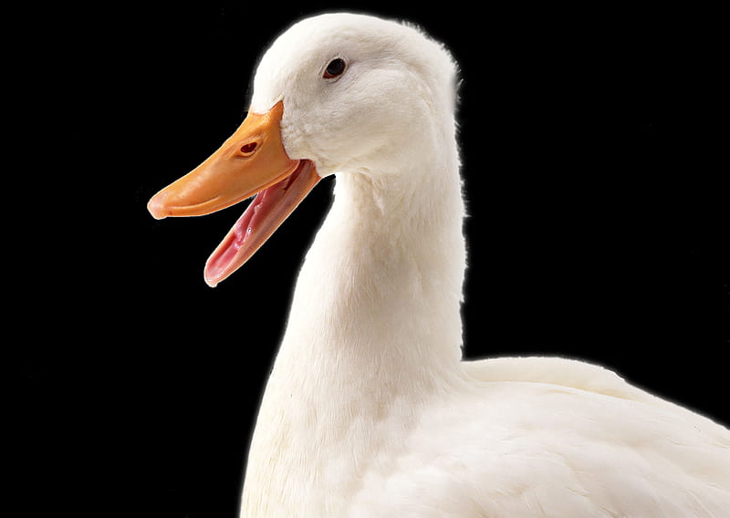 White Goose, ducks, goose, white, animals, HD wallpaper