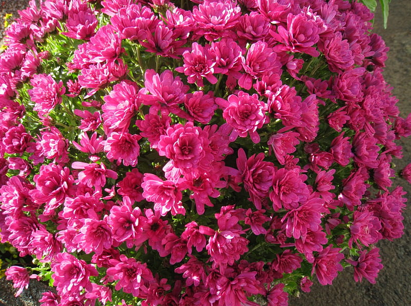 Chrysanthemum, garden, flowers, pink, HD wallpaper