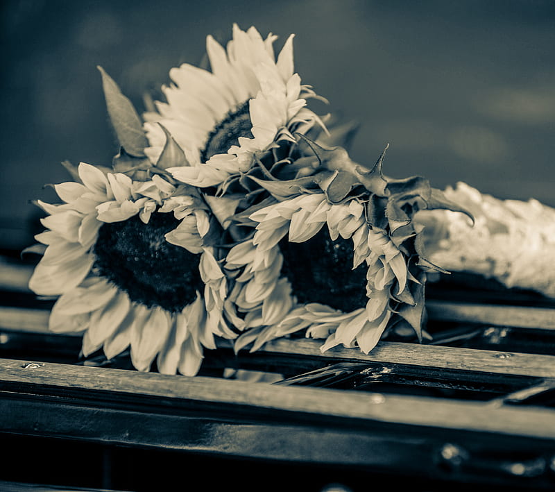 sunflowers, elegant, flowers, life, love, msls, perfect, sun, wedding, wife, HD wallpaper