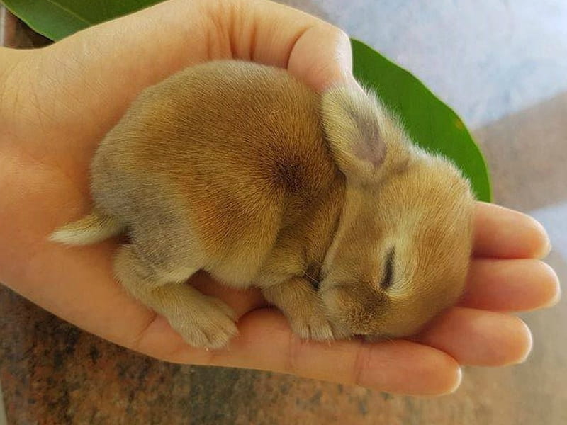 HANDFUL OF CUTENESS, BABY, NATURE, BUNNY, HD wallpaper