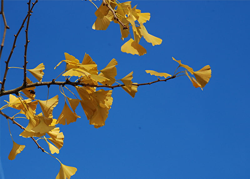 Ginkgo biloba (Maidenhair Tree), fall, autumn, tree, ginkgo biloba, maidenhair tree, ginkgo, dinosaur, HD wallpaper