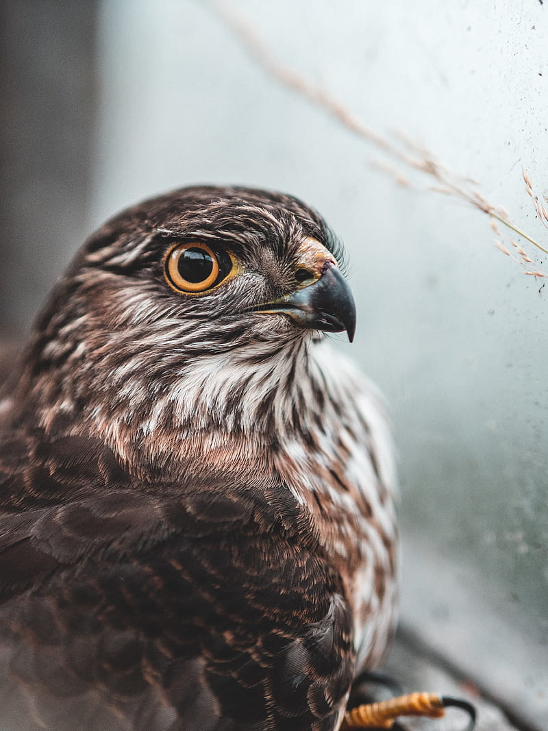 falcon, bird, brown, predator, HD phone wallpaper