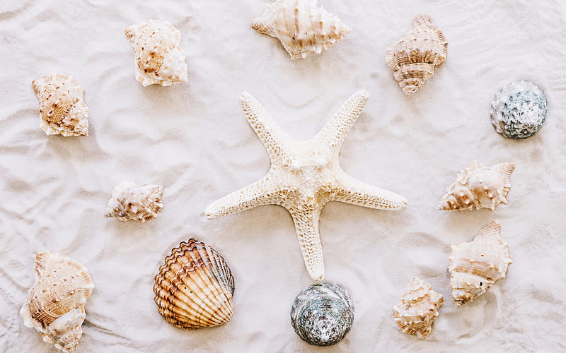 starfish, sand, seashells, summer, beach, summer travels, HD wallpaper