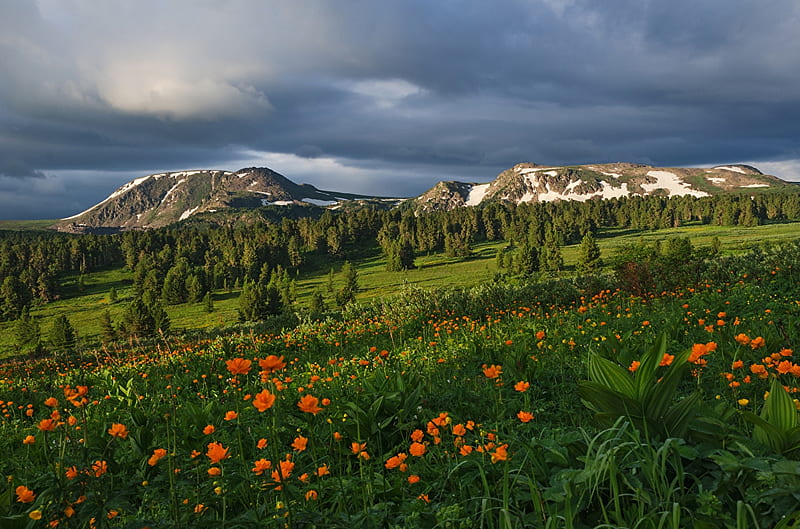 Altai Mountains in Russia, flowers, water, grass, mountains, HD wallpaper