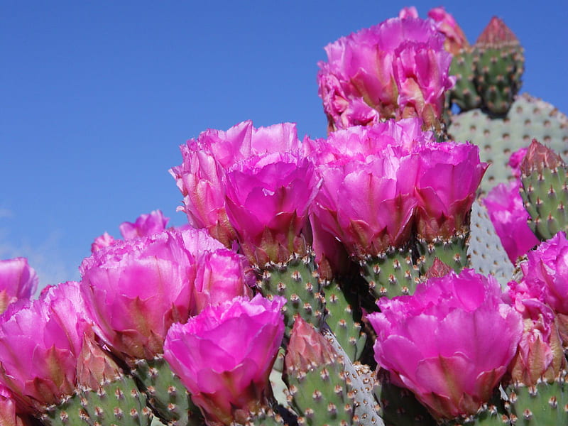 Untitled , bevertail cactus, joshua tree national park, california, HD wallpaper