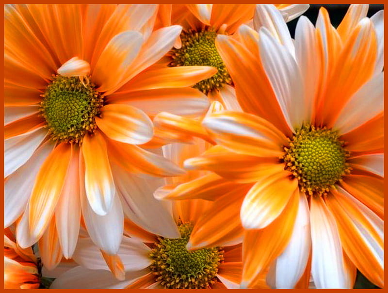 Tangerine and white, daisies, flowers, gerbers, orange and white, HD wallpaper