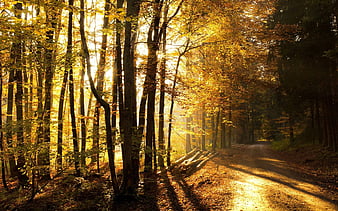 Forest road, forest, cool, nature, fun, trees, HD wallpaper | Peakpx