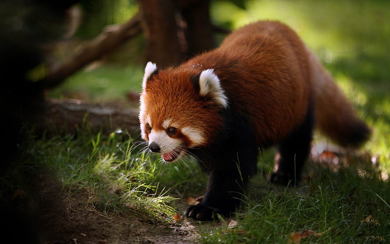 brilliant red panda-Wild Animal, HD wallpaper