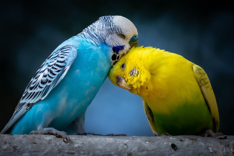 Budgerigars: Everything You Need To Know About This Little Bird, Budgie Bird, HD wallpaper