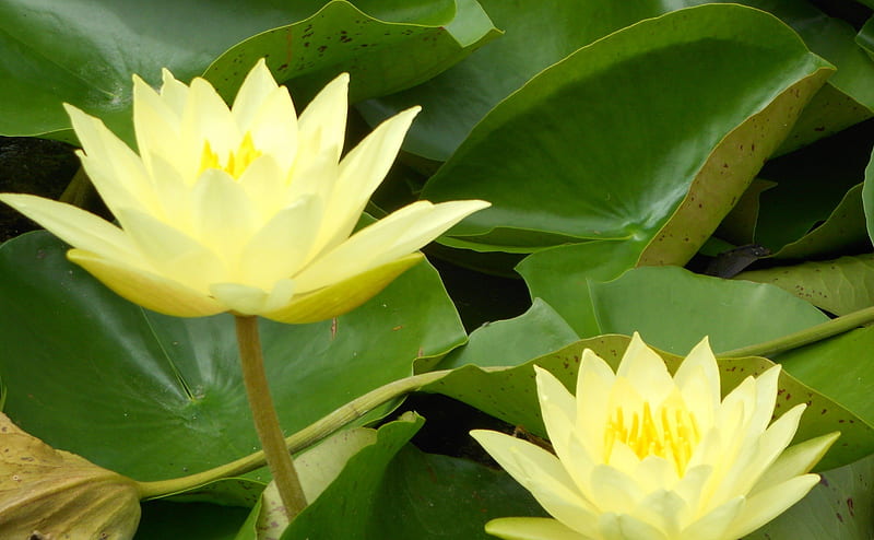 yellow lotus, yellow, blume, lotus, natur, HD wallpaper