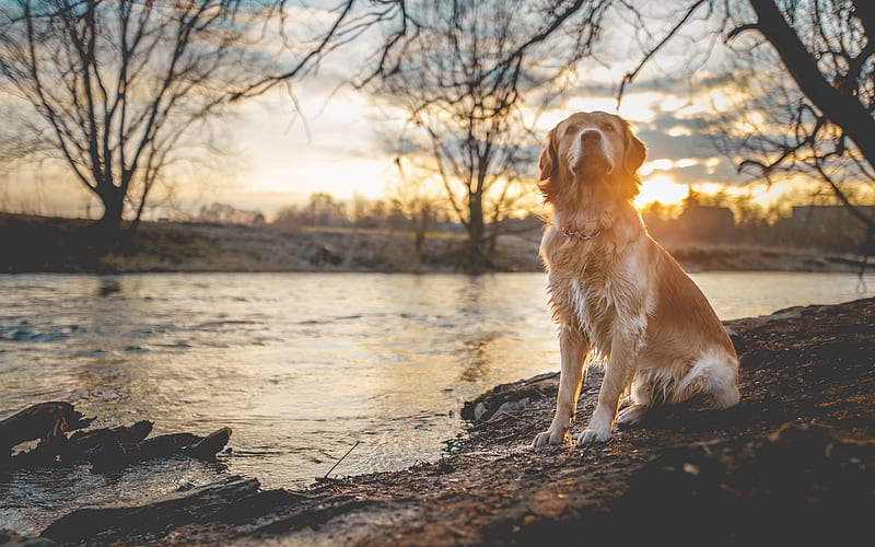 labrador retriever, sunset, evening, lake, large brown dog, retriever, HD wallpaper