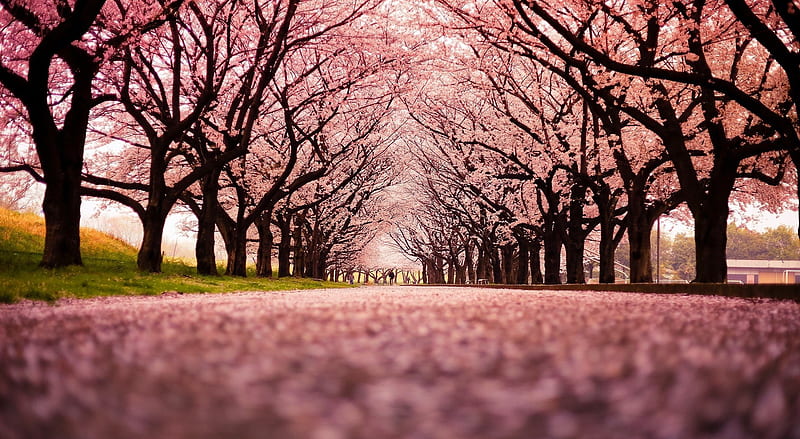 Spring Ultra, Seasons, Spring, bonito, Landscape, Pink, Trees, Road, Park, Season, Blossom, harmony, HD wallpaper