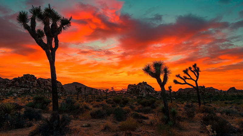 Breathtaking Joshua Tree National Park Sunset, Trees, California, Clouds, Landscapes, National Parks, Deserts, Sunsets, Nature, HD wallpaper