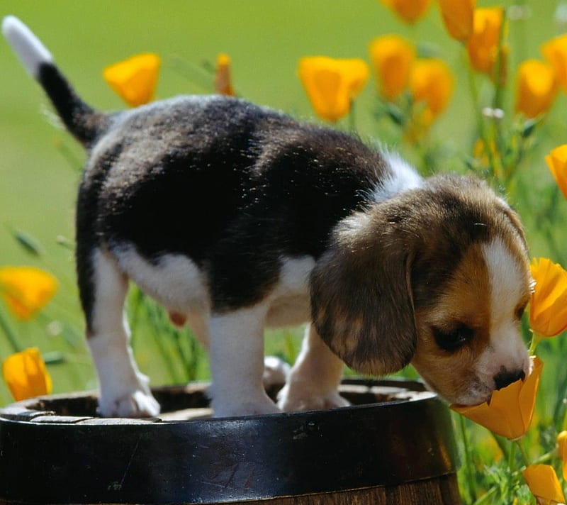 Dog Sniffs A Flower, dog sniffs a, HD wallpaper