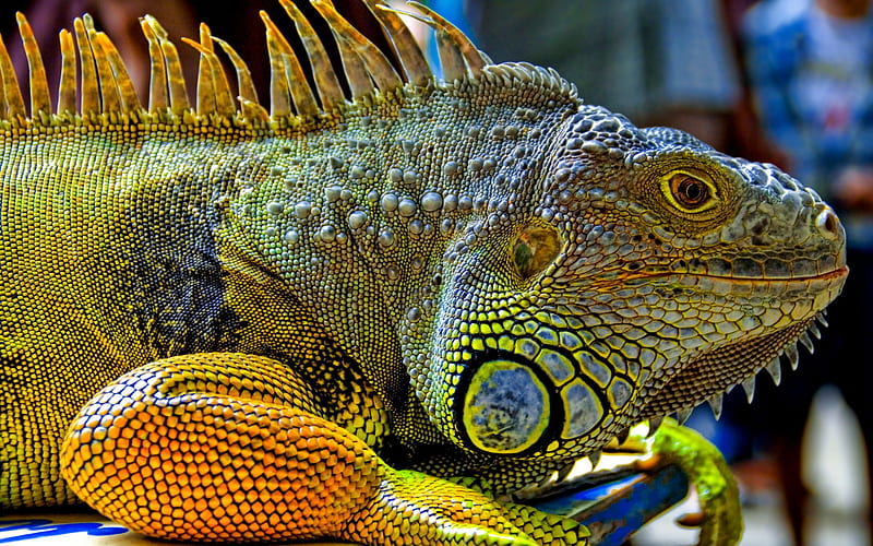 Colourful creature, female, lizard, colourful, iguana, scales, reptile, HD wallpaper