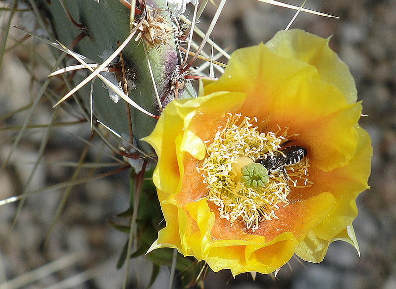 Cactus Flower, bee, pollenate, desert, flower, yellow, cactus, HD wallpaper