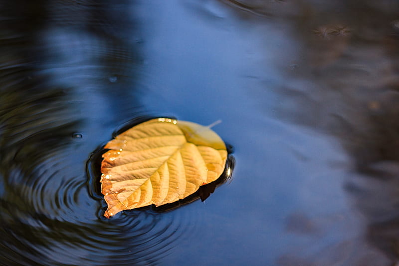 leaf, puddle, water, yellow, closeup, HD wallpaper