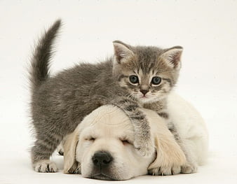 HD puppy and kitty wallpapers | Peakpx