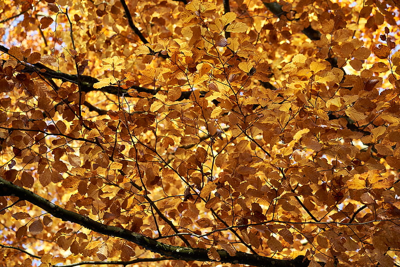 5K free download | yellow leafed tree, HD wallpaper | Peakpx