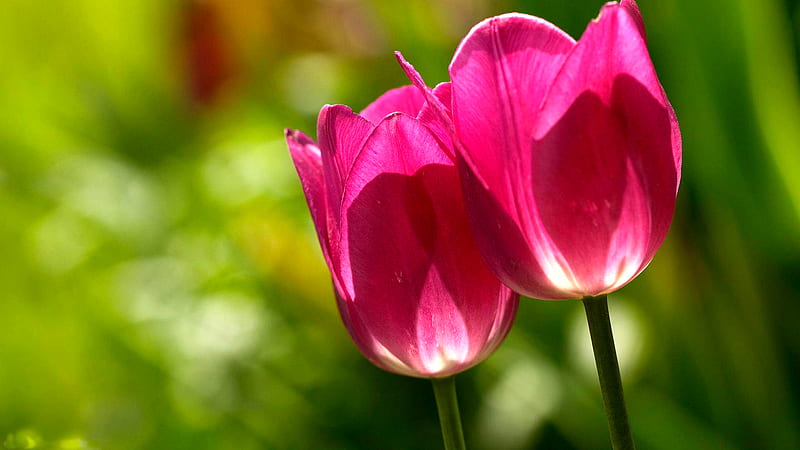 Kissing of Tulips, pretty, lovely, phot, bonito, garphy, flowers, nature, tulips, pink, field, HD wallpaper