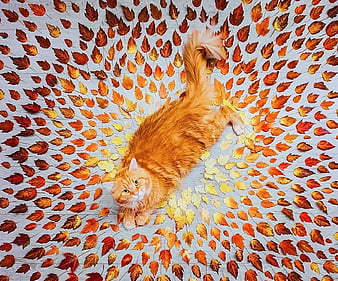 Page 15  HD orange cat wallpapers  Peakpx