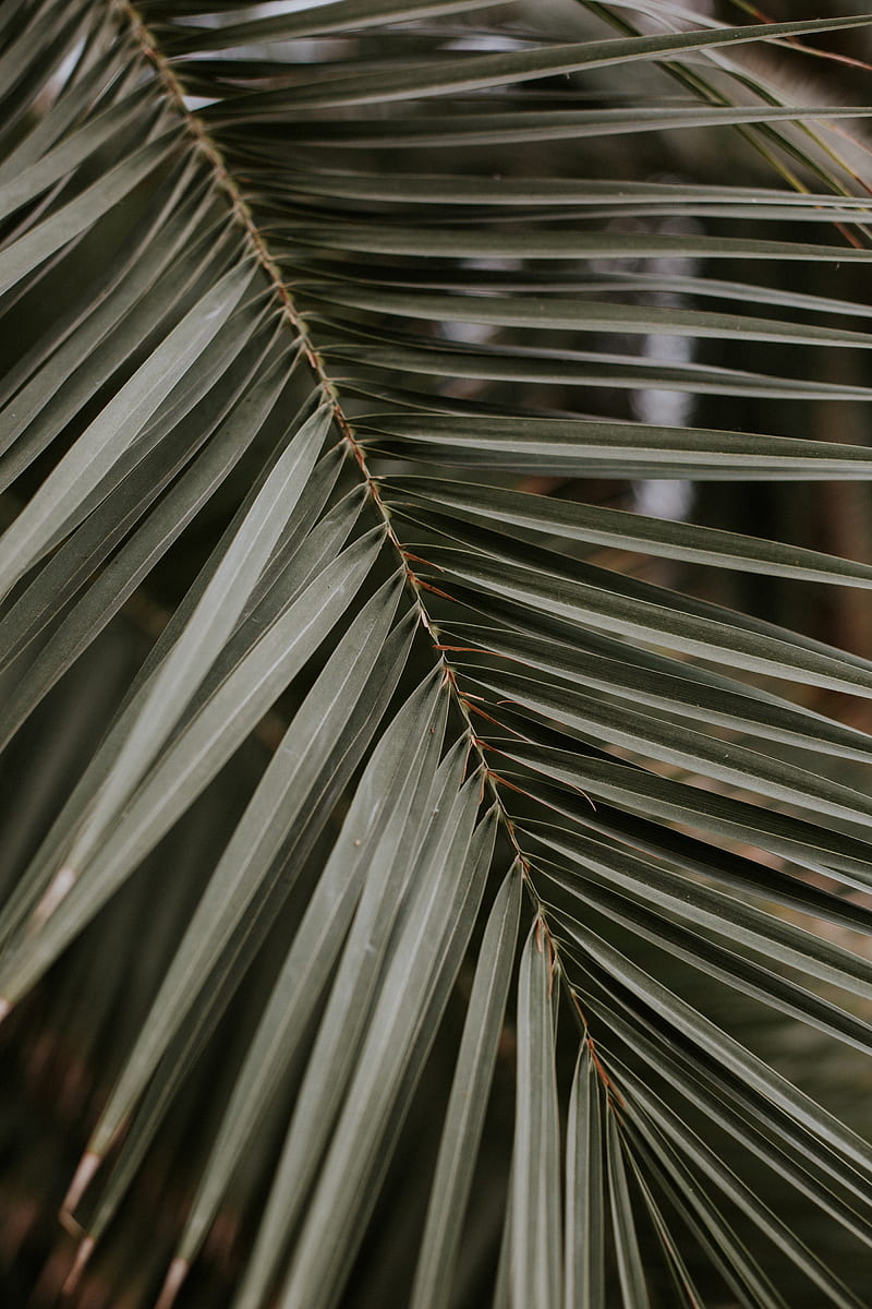 palm, leaf, macro, branch, HD phone wallpaper