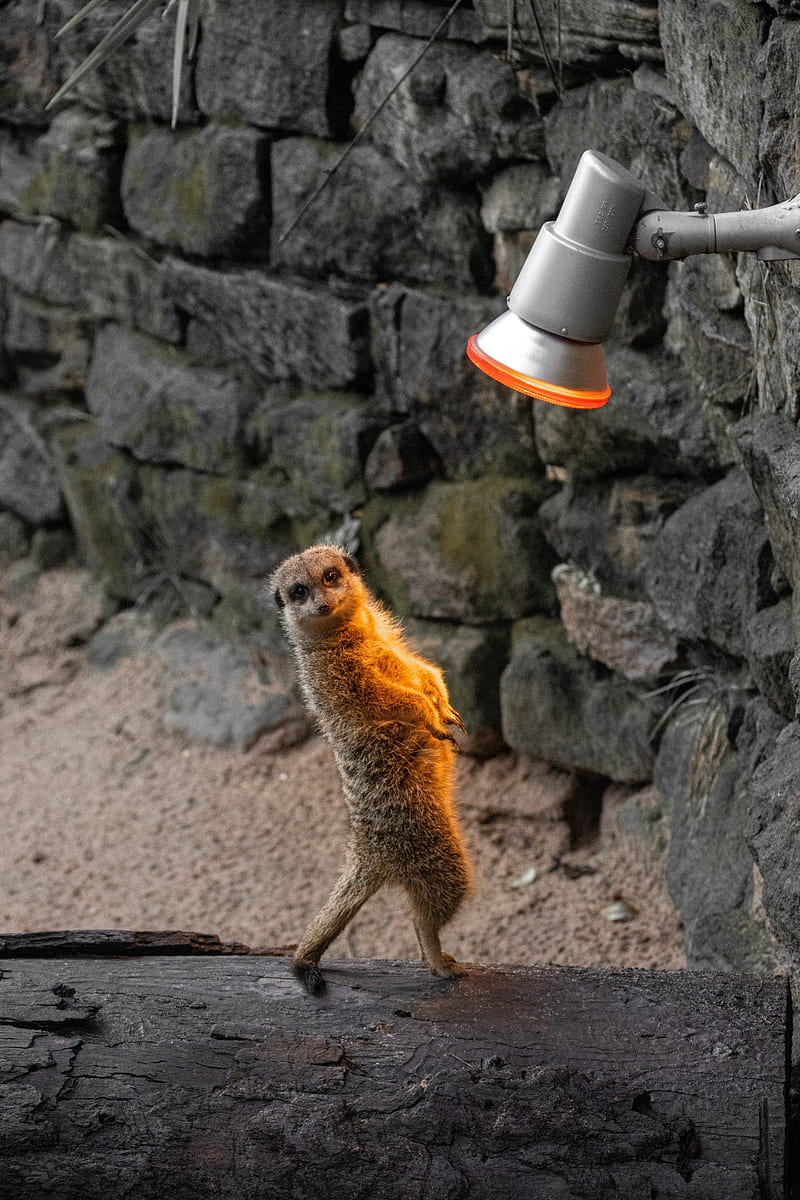 meerkat, funny, animal, lamp, HD phone wallpaper