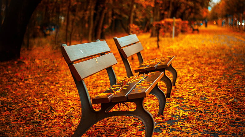 Autumn Leaves Bench, autumn, leaf, bench, nature, HD wallpaper