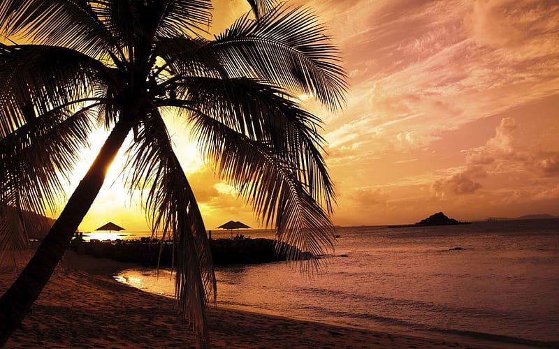 coconut trees beach-Nature Landscape, HD wallpaper