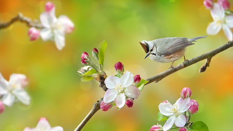 I love apple blossoms, apple blossom, fuyi chen, bird, pasare, flower ...
