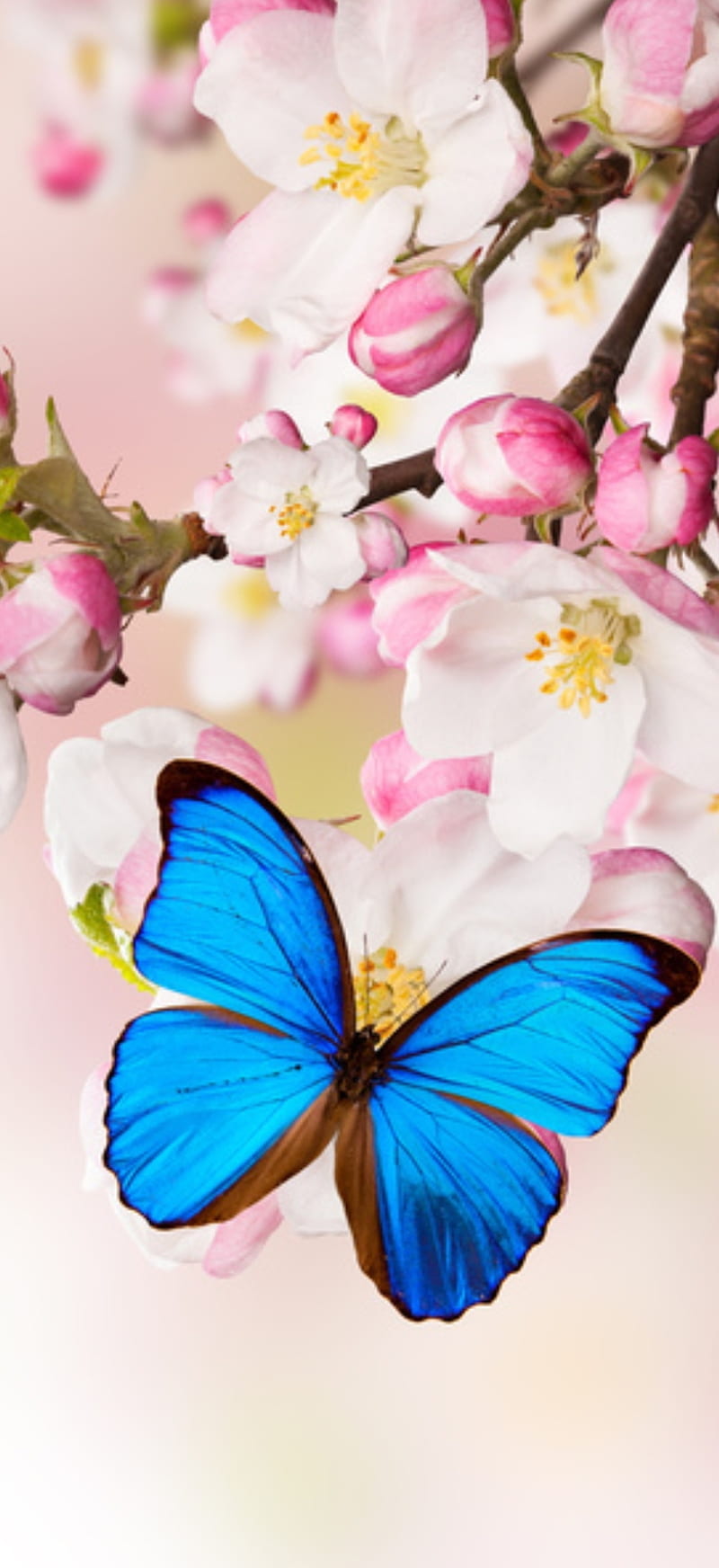 BUTTERFLY, blue, butterflies, corazones, HD phone wallpaper