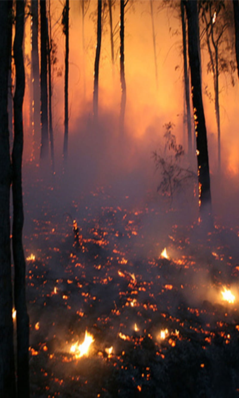 Fire, forest, HD phone wallpaper