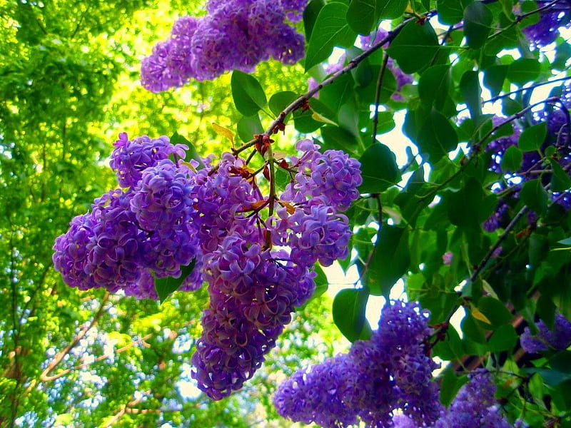 Lilac blossoms, tree, purple, flower, spring, lilac-blossoms, HD ...