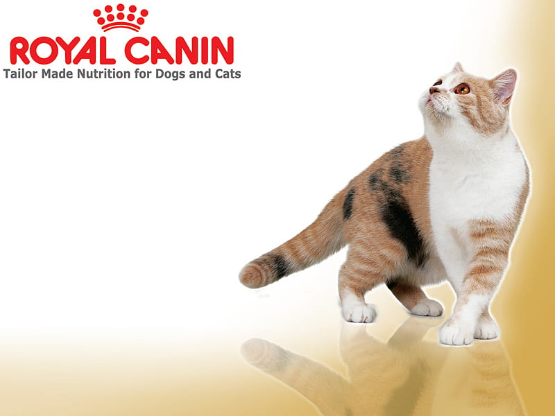 Royal Canin Kitty, royal canin, calico cat, cats, animals, HD wallpaper