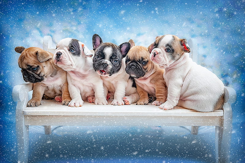 Perros, bulldog francés, perro, cachorro, animal bebe, Fondo de pantalla HD  | Peakpx