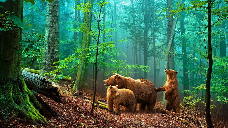 Brown Bears in the Forest, predator, family, nature, trees, HD wallpaper