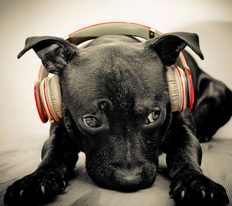 dog, animals, funny, wearing headphone, HD wallpaper