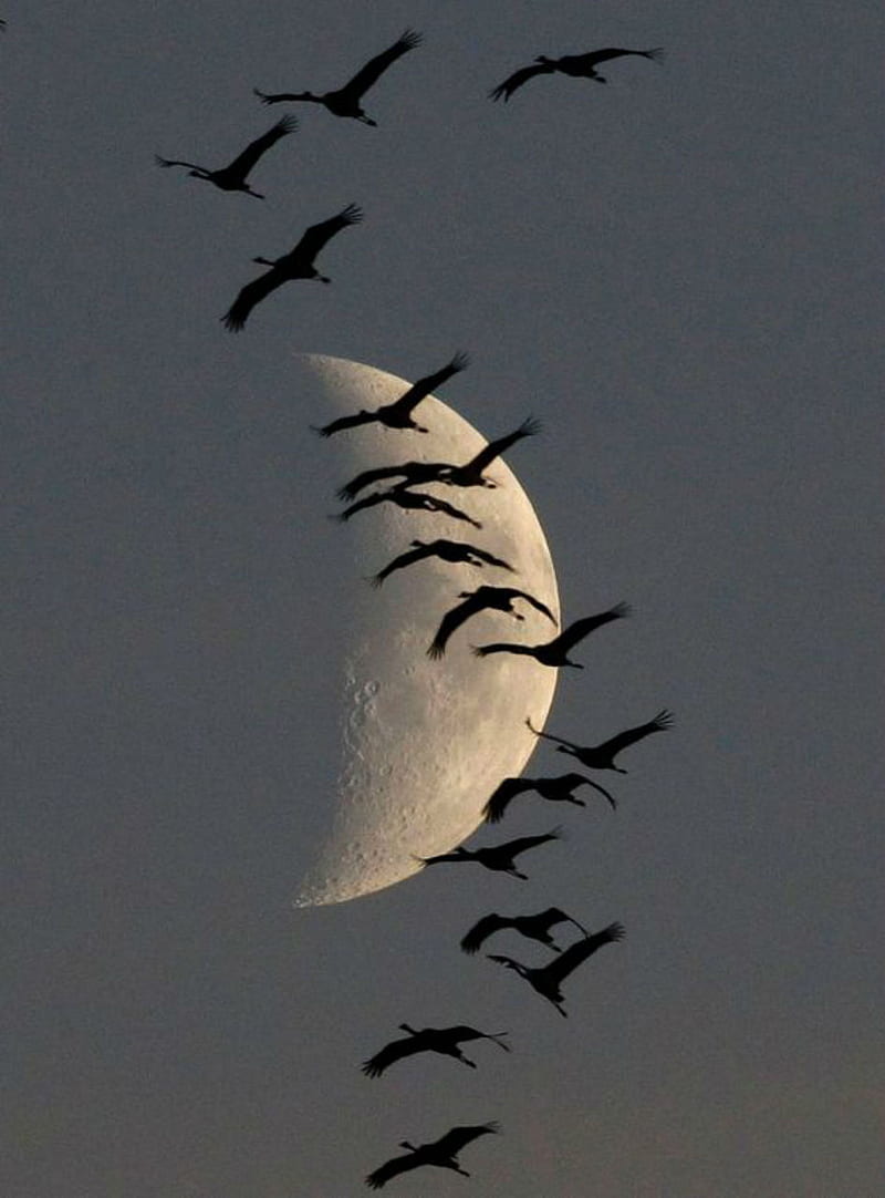 Set you , birds, soar, flying, flock, moon, sky, dom, HD phone wallpaper