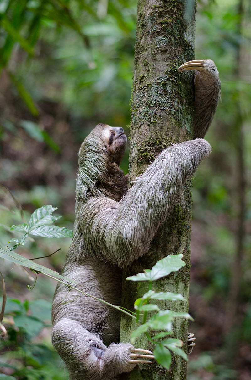 primate climbing tree, HD phone wallpaper
