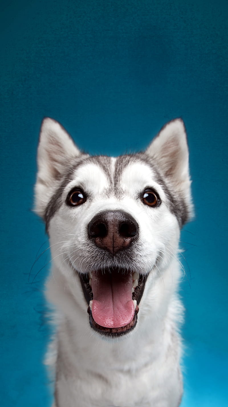 Dog face, dog, chien, visage, face, HD phone wallpaper | Peakpx