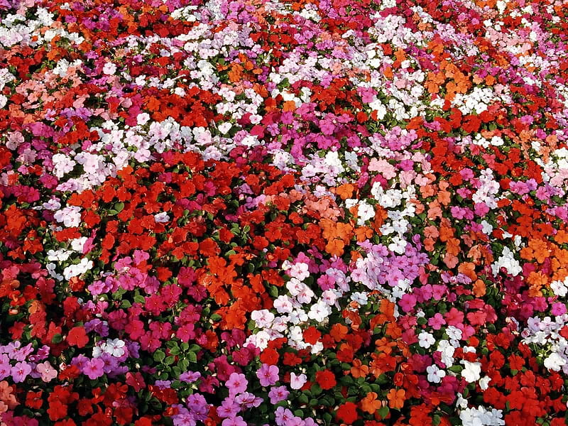 Bed of Impatiens, red, orange, flowers, impatiens, white, pink, bed, HD wallpaper