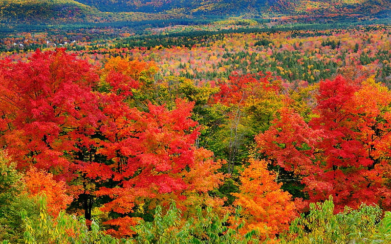 Spectacular Autumn Landscape, Fall, Trees, Landscapes, Autumn, Nature ...