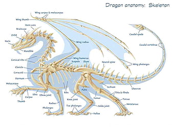 best skeleton dragon tattooTikTok Search