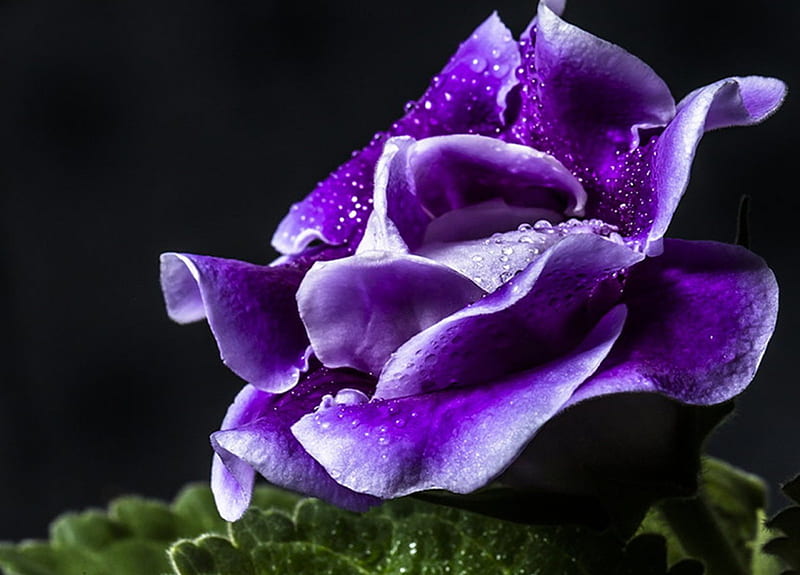 Gloxinia, fine, bloom, flower, drops, violet, flora, HD wallpaper